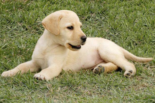 拉布拉多肚子胀气恶心干呕怎么回事??先排查下这些个原因(图2)