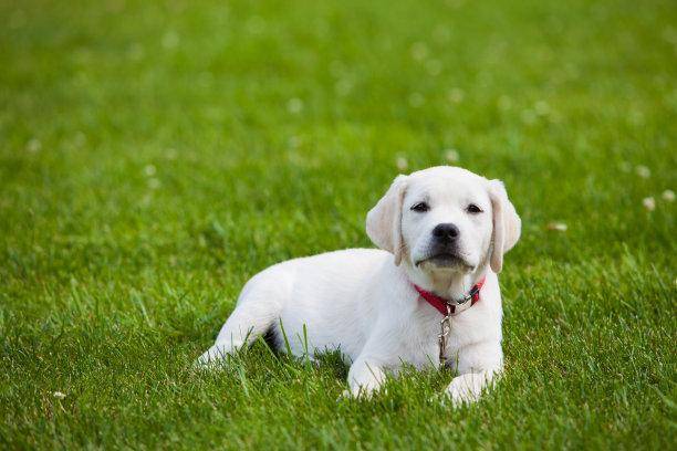 拉布拉多肚子胀气恶心干呕怎么回事??先排查下这些个原因(图3)