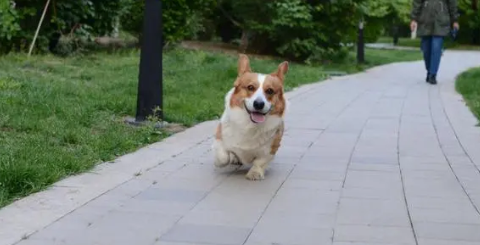 初学者不见意养这样的狗 致死率会高(图2)