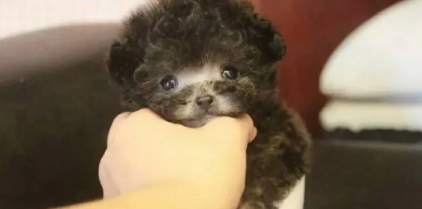 初学者不见意养这样的狗 致死率会高(图1)