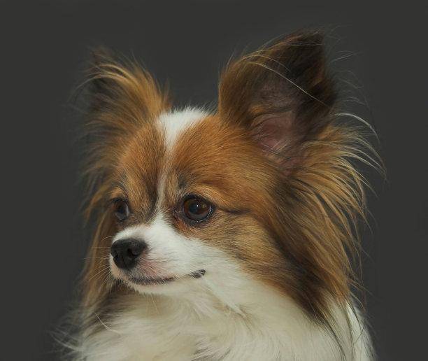 蝴蝶犬为啥禁养?你不打听一下的有这些(图2)