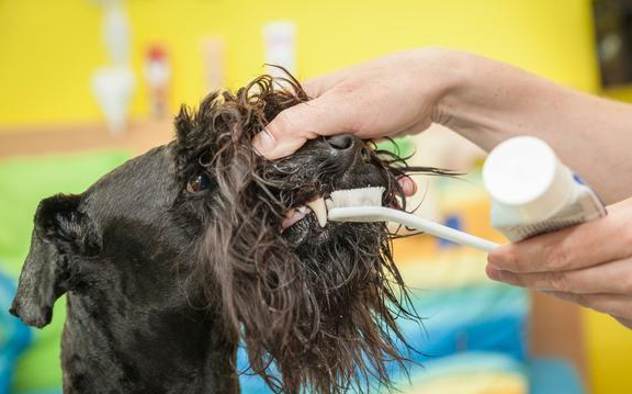 养狗的几样“技术专业宝物” 你最必不可缺哪完全不一样?(图2)