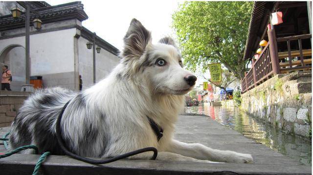 不能养边境牧羊犬理由 相互来看下有都有那些(图1)