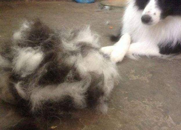 不能养边境牧羊犬理由 相互来看下有都有那些(图2)