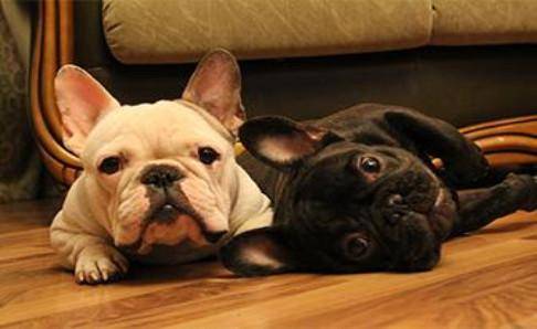 法国斗牛犬雄性多大？中型犬体格很大(图1)