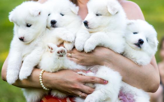 怎么看中一只身心健康的狗狗 可以从下面几个技巧摸出(图1)