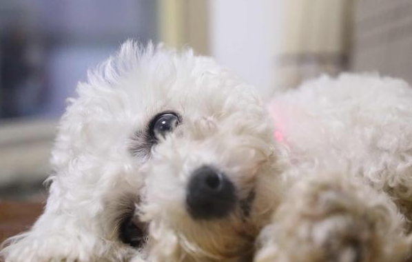 怎么看中一只身心健康的狗狗 可以从下面几个技巧摸出(图2)