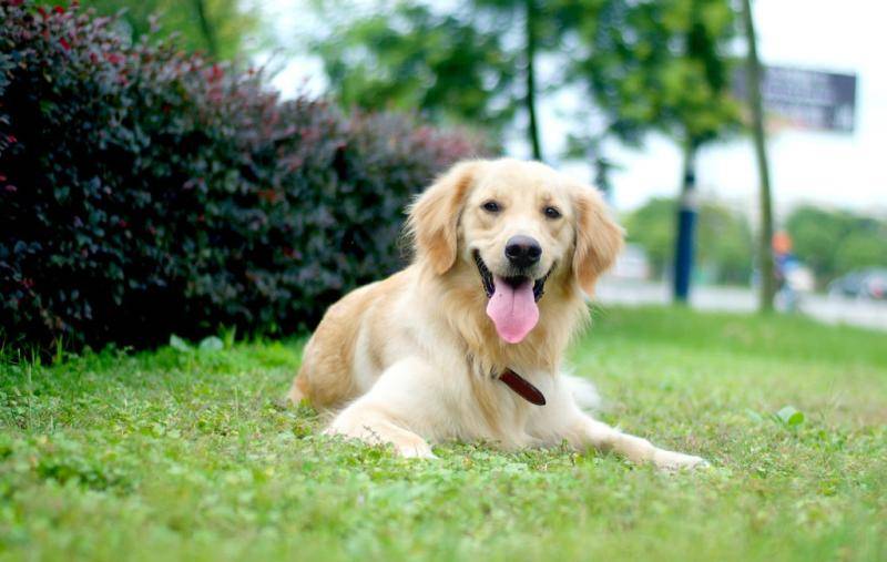 狗拉血是这是怎么回事?全是饮食或健康影起(图3)