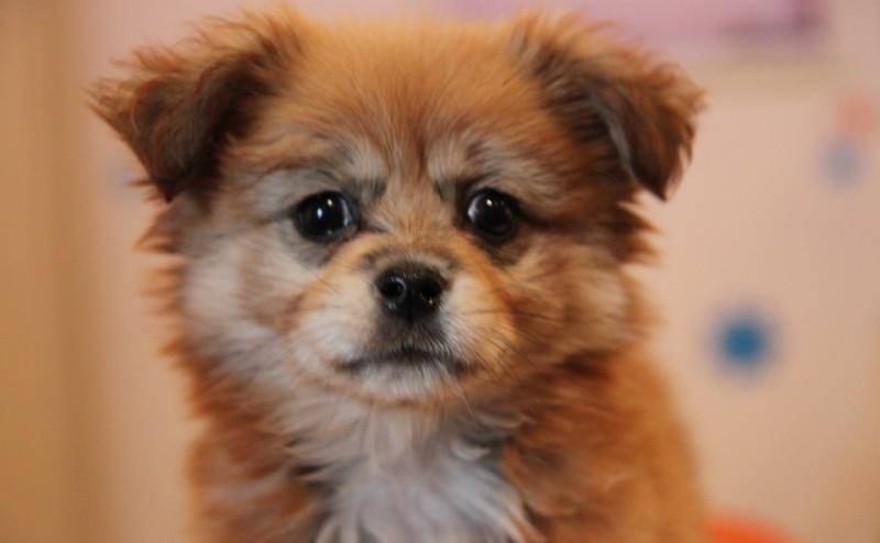 狗拉血是这是怎么回事?全是饮食或健康影起(图2)