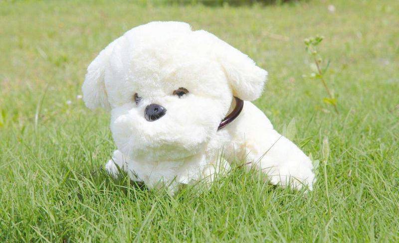 狗摇尾巴是什么好意思？这是表达感情的方式(图1)