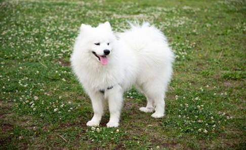 萨摩耶怕热咋办？如何给萨摩耶消暑降温(图2)