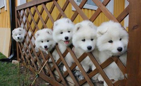 萨摩耶怕热咋办？如何给萨摩耶消暑降温(图1)