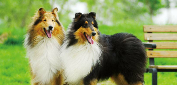 毛发不超过的6种狗狗 行走内置鼓风机电机(图1)