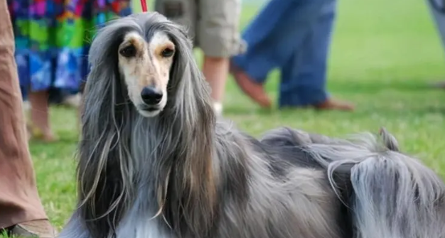 毛发不超过的6种狗狗 行走内置鼓风机电机(图2)