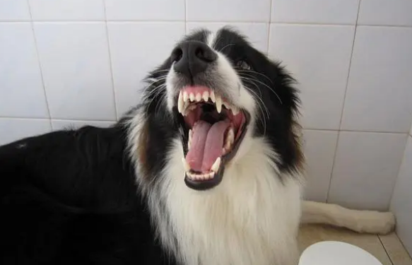 狗狗又开始更讨厌你 会表现这几种信号 宠主要注意“肚明”(图1)