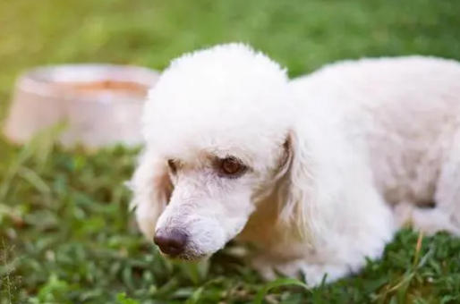 狗狗又开始更讨厌你 会表现这几种信号 宠主要注意“肚明”(图2)