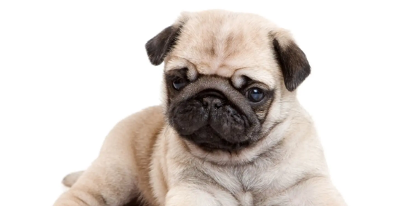 想狗狗越来越强烈很聪明 做这5件“平时少琐事”(图2)