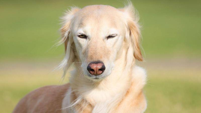 狗吃了鸡骨头怎末补救的方法？这些恐怕对你益处(图3)