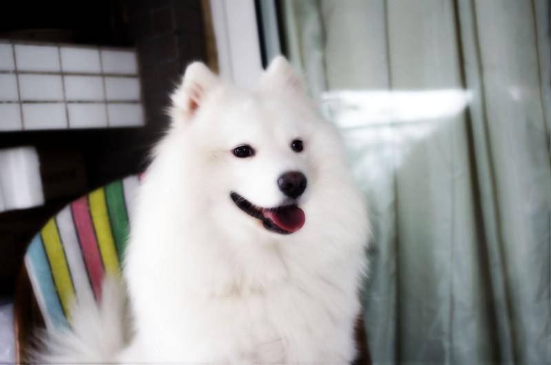 狗吃了鸡骨头怎末补救的方法？这些恐怕对你益处(图2)