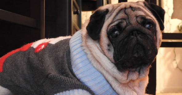 想狗狗越来越强烈很聪明 做这5件“平时少琐事”(图1)