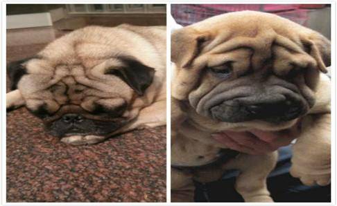 巴哥犬和沙皮狗的区别 教你分一个小时识别(图1)