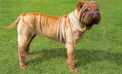 巴哥犬和沙皮狗的区别 教你分一个小时识别(图2)