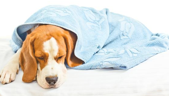 养宠物常备药家里有没有？自身如何处理 划得来省时又放心啦(图1)