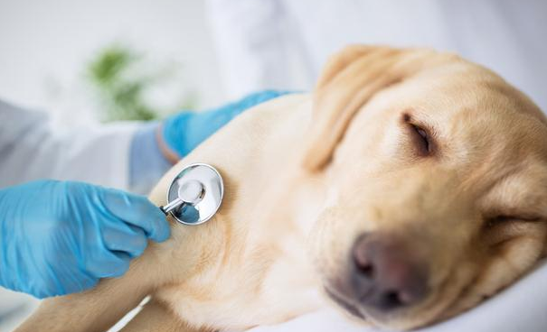 养宠物常备药家里有没有？自身如何处理 划得来省时又放心啦(图2)