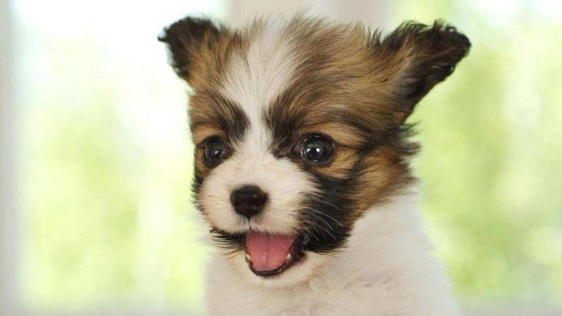 养蝴蝶犬的注意事项 衣食住行都需注意一点(图3)