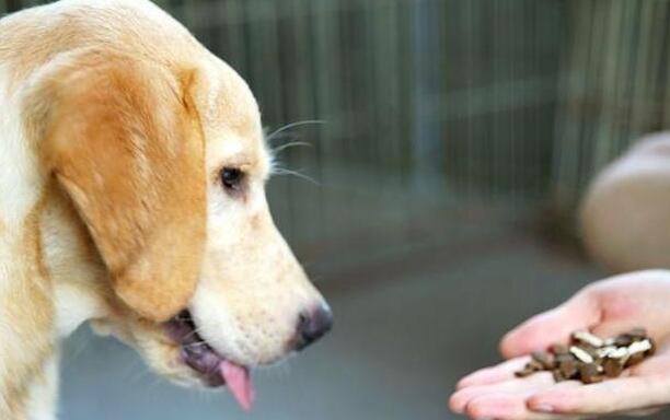 怎地狗狗吃过驱虫药总是又吐又拉?(图2)