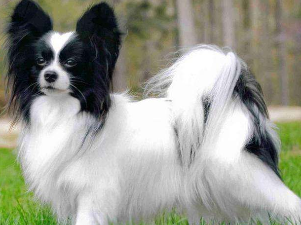 蝴蝶犬和比熊哪个很聪明 是从几个实例就不能看出来(图1)