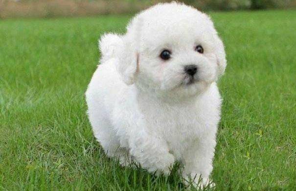 蝴蝶犬和比熊哪个很聪明 是从几个实例就不能看出来(图2)