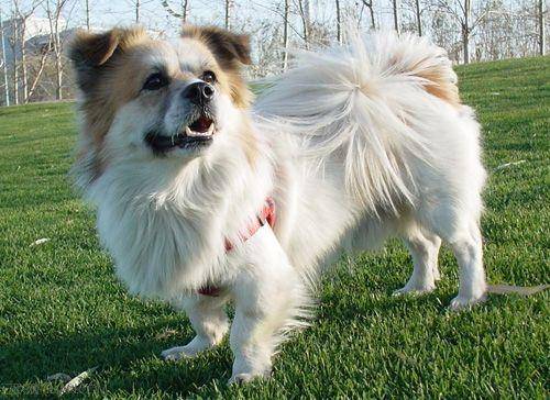 蝴蝶犬和比熊哪个很聪明 是从几个实例就不能看出来(图3)