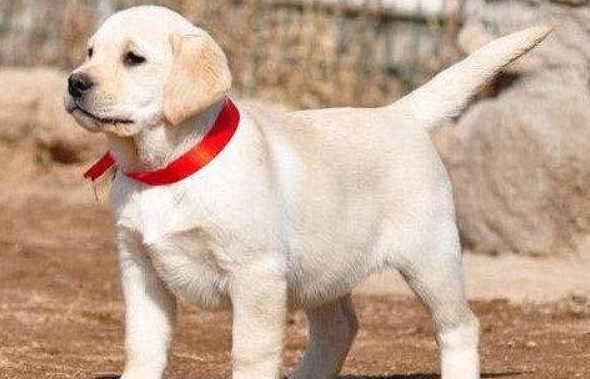 纯种拉布拉多拉布拉多犬的性格特点 最具特点的应该是这些(图1)