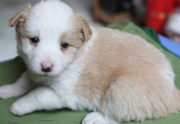 狗狗每一年龄段对营养成分的要求都不一样 忙不迭来怎么学习如何最恰当喂老鼠(图1)