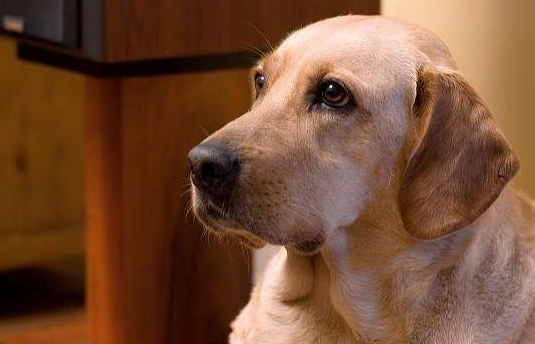 狗狗每一年龄段对营养成分的要求都不一样 忙不迭来怎么学习如何最恰当喂老鼠(图2)