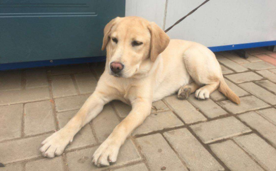 半岁拉布拉多咋训练 特别注意好这几点就行了(图1)