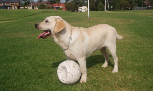 半岁拉布拉多咋训练 特别注意好这几点就行了(图2)