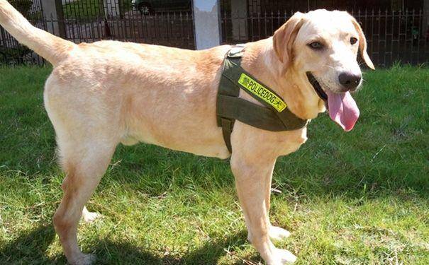 半岁拉布拉多咋训练 特别注意好这几点就行了(图3)