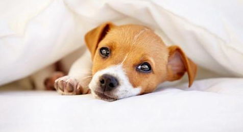 刚买的狗狗拉稀还吐？刚买的狗拉稀反胃该该怎么办啊？(图1)