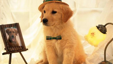 刚买的狗狗拉稀还吐？刚买的狗拉稀反胃该该怎么办啊？(图2)