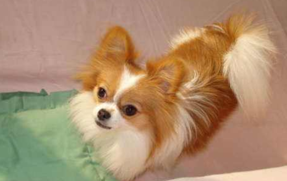 蝴蝶犬和什么好犬很像？这哪一种不单外表像性格也是(图1)