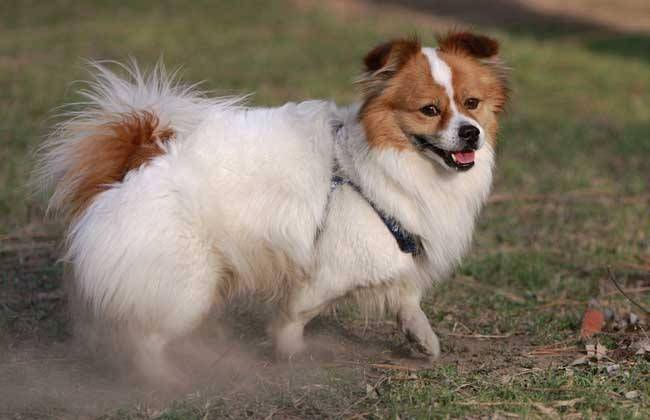 蝴蝶犬和什么好犬很像？这哪一种不单外表像性格也是(图2)