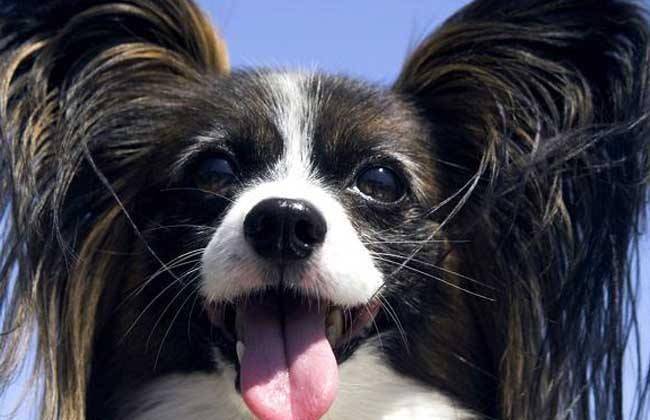 蝴蝶犬和什么好犬很像？这哪一种不单外表像性格也是(图3)