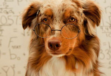 都有哪些能危害狗狗的寿命？这6个缘故 决策了狗狗生命的长度(图1)