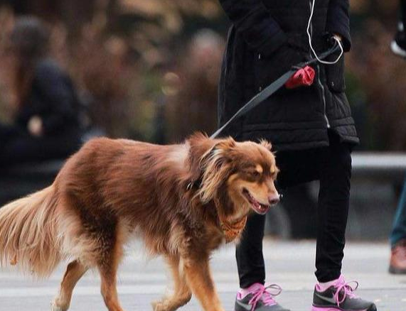 都有哪些能危害狗狗的寿命？这6个缘故 决策了狗狗生命的长度(图2)