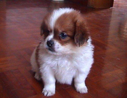 蝴蝶犬幼犬饲养过程方法 一定要把握这几点就行了(图1)