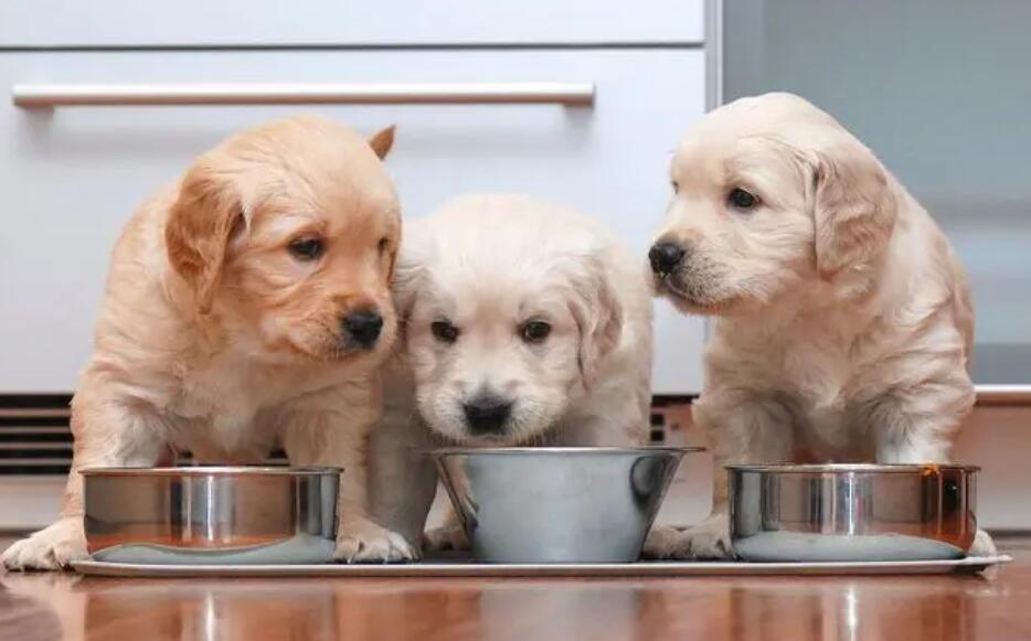 四十多天的狗狗吃啥 40天的狗狗如何能养(图1)