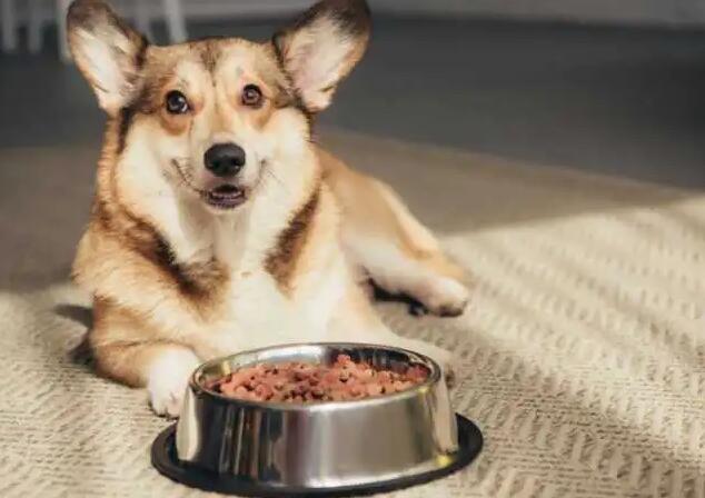 四十多天的狗狗吃啥 40天的狗狗如何能养(图2)