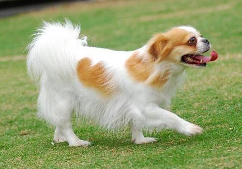 蝴蝶犬和什么呢狗配好看？这好多种是确实不错的选择(图1)